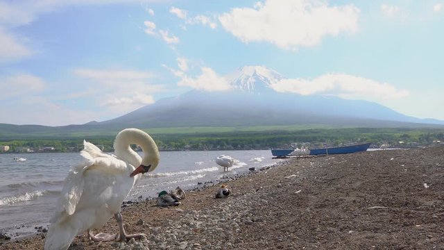 Swam with Mt. Fuji at Lake Yamanaka　白鳥と富士山