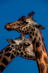 Giraffes