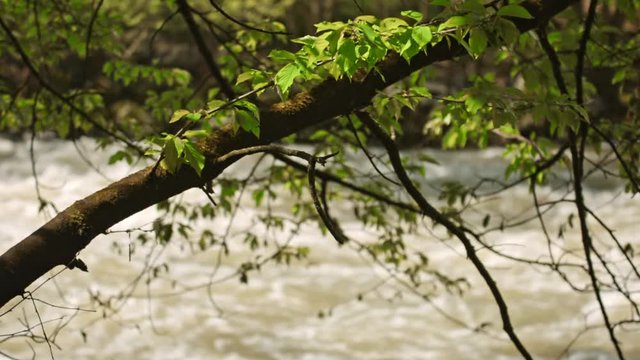 Branche d'arbre sur une rivi&egrave;re