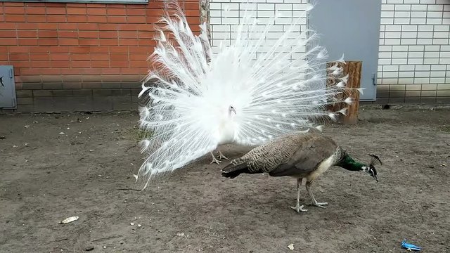 Mating peacock games