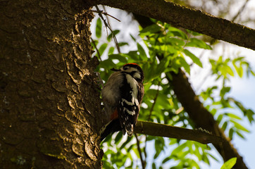 nestling woodpecker