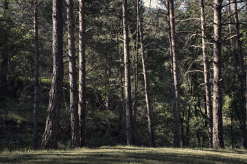bosque con arboles altos © colldavid