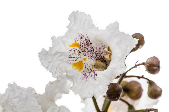 Flower of tree Catalpa, lat. Catalpa speciosa, isolated on white background