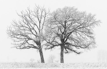 Apple trees on snowy landscape in winter