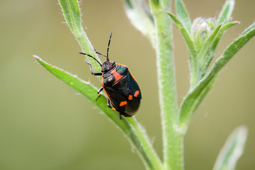 schwarze Wanze mit roten Punkten, Insekt, Natur 
