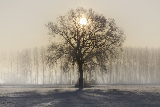 Turin province, Piedmont,Italy, Europe. Magic sunrise in the Piedmont plain