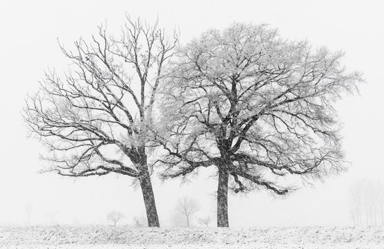 Apple trees on snowy landscape in winter
