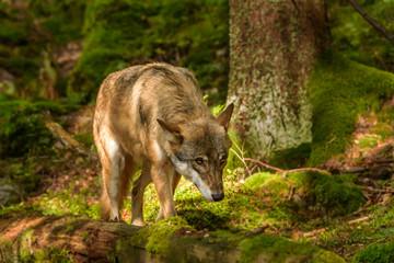 Alaska wolf pack (Canis lupus) 