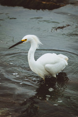 California Coast Bird 03