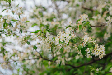 Blooming apple tree