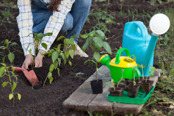 Fototapeta premium Girl in the garden makes planting seeds