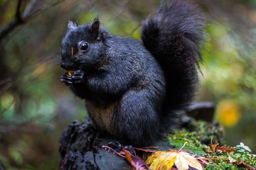 squirrel