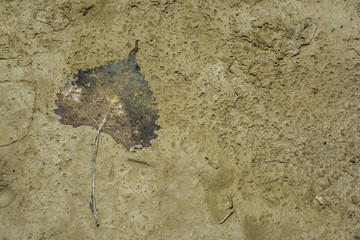 Leaf that is stuck in the mud Background