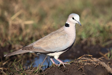 The ring-necked dove (Streptopelia capicola), also known as the Cape turtle dove sitting on the ground