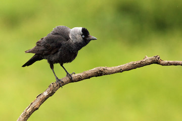 The western jackdaw (Corvus monedula) sitting on the branch with green background