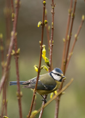 Blue tit (Cyanistes caeruleus) in bush