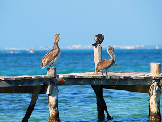 Birds are sitting on the pier on the background of the blue sea