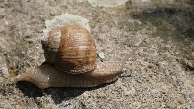 Slow motion Roman or Burgundy snail on the stone 1080p FullHD footage - Helix pomatia escargot outdoor slow-mo moving 1920X1080 HD video