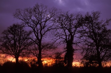 Silouetted English Oaks (Quercus rober) at sunset