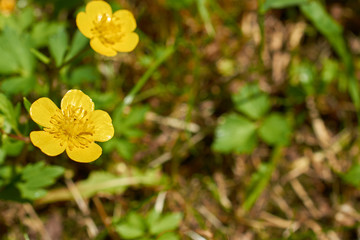 Obraz premium two small yellow flower growing in garden