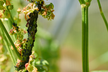 some ants milking aphids on a stem sorrel