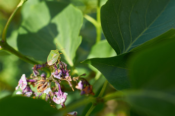 little green bug sitting on flower wilted lilac
