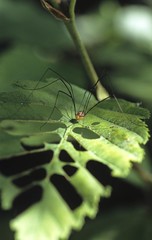 Harvestmen (Leiobunum rotundum) on sunlit leaf Suffolk UK 8/03