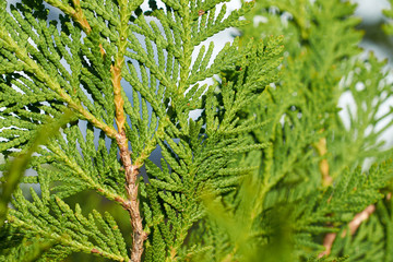 Fototapeta premium green branches thuja closeup
