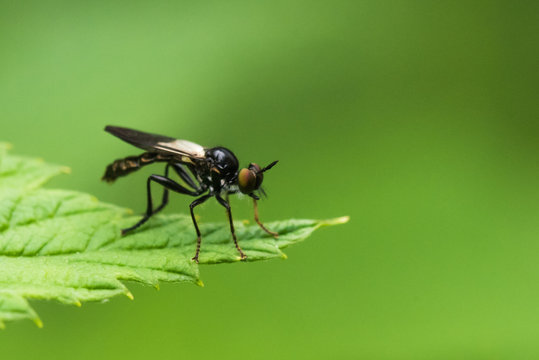 Black Fly