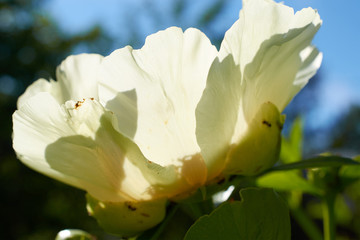 big flower with white petals and yellow center closeup