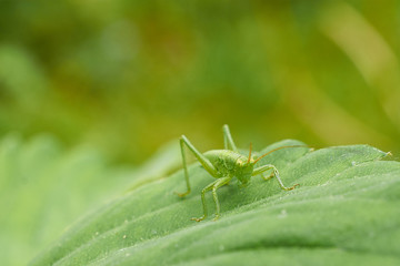 little green grasshopper sitting on sheet strawberry