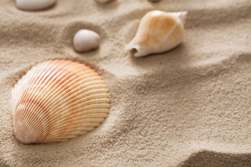 Fototapeta na wymiar Sea beach sand and seashells background, natural seashore