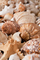 Seashells and pebbles background, natural seashore stones
