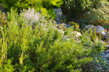 Fototapeta premium Wild rosemary on Zakynthos island, Greece