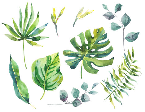 Set of watercolor green tropical leaves