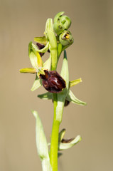 Early Spider-orchid (Ophrys sphegodes)
