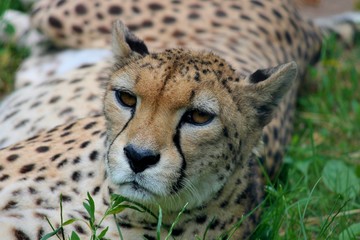 Gepard liegt im Gras