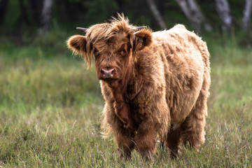 West Highland Cattle - Jungbulle in natürlicher Umgebung