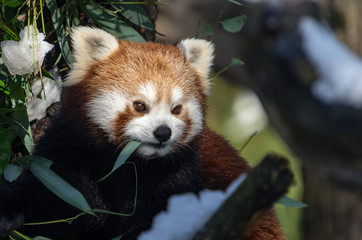 Red panda (Ailurus fulgens)