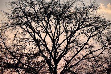 Late autumn forest tree branches without leaves, filtered background.