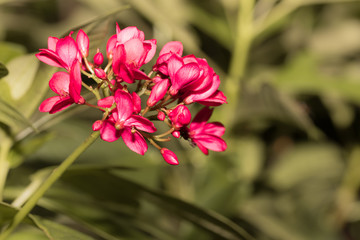 The pink flowers