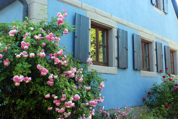 Fototapeta na wymiar old blue house with shutters and blooming roses