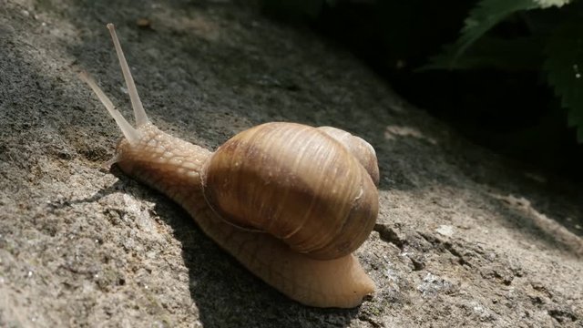 Close-up of Roman or Burgundy snail on the stone 4K 2160p 30fps UltraHD footage - Helix pomatia escargot slow moving 3840X2160 UHD video 