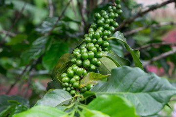 Coffee beans on coffee tree.