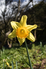 yellow flower