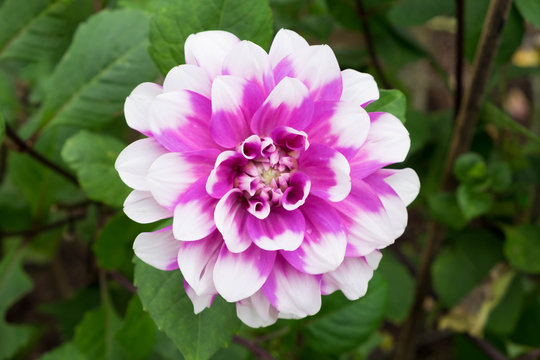 Dahlia or Dalia Flower in the garden