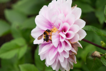 Bee collecting honey from pollen of flower