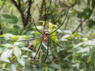 Spider on the spider web
