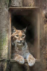 Fototapeta premium Ryś euroazjatycki (Lynx lynx).