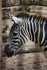 Naklejka na ściany i meble Zebra close up portrait in a zoo